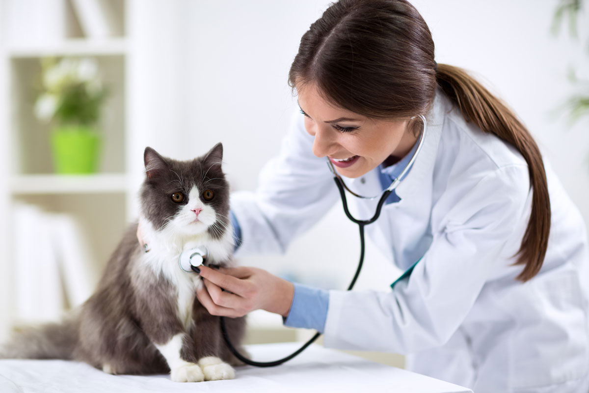 4 Ways to Improve Your Veterinary Clinic Waiting Room