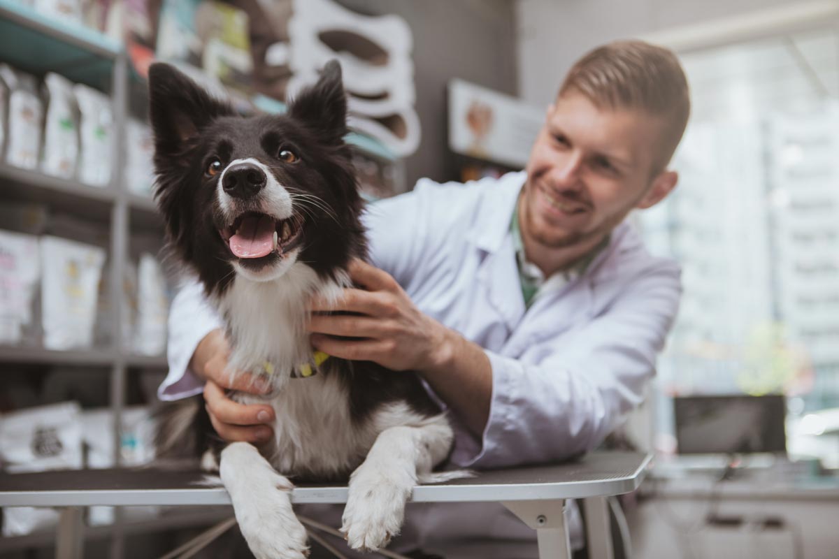 Making the Most With Your Small Veterinary Clinic Design